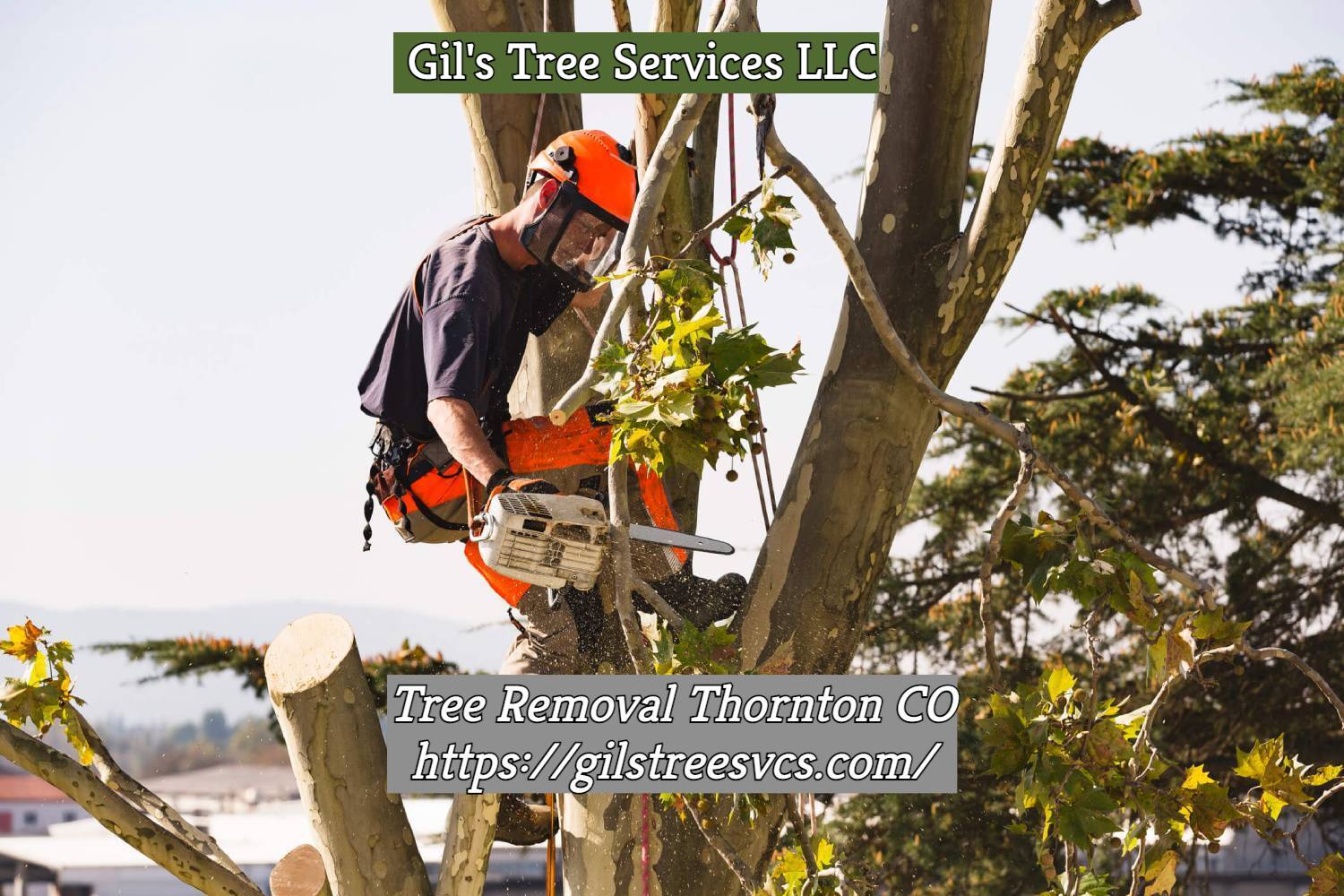 Tree Removal in Thornton CO